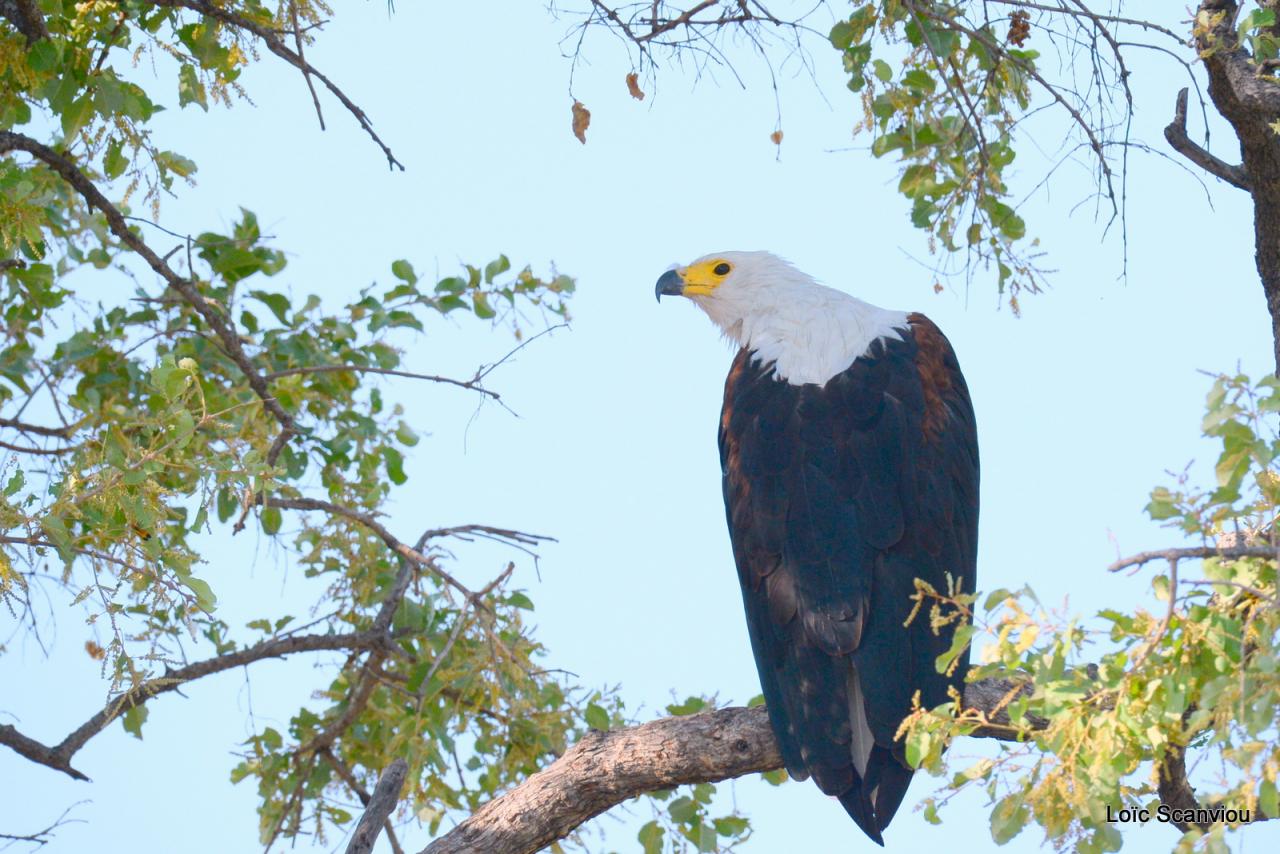 Aigle vocifère/African Fish Eagle (7)