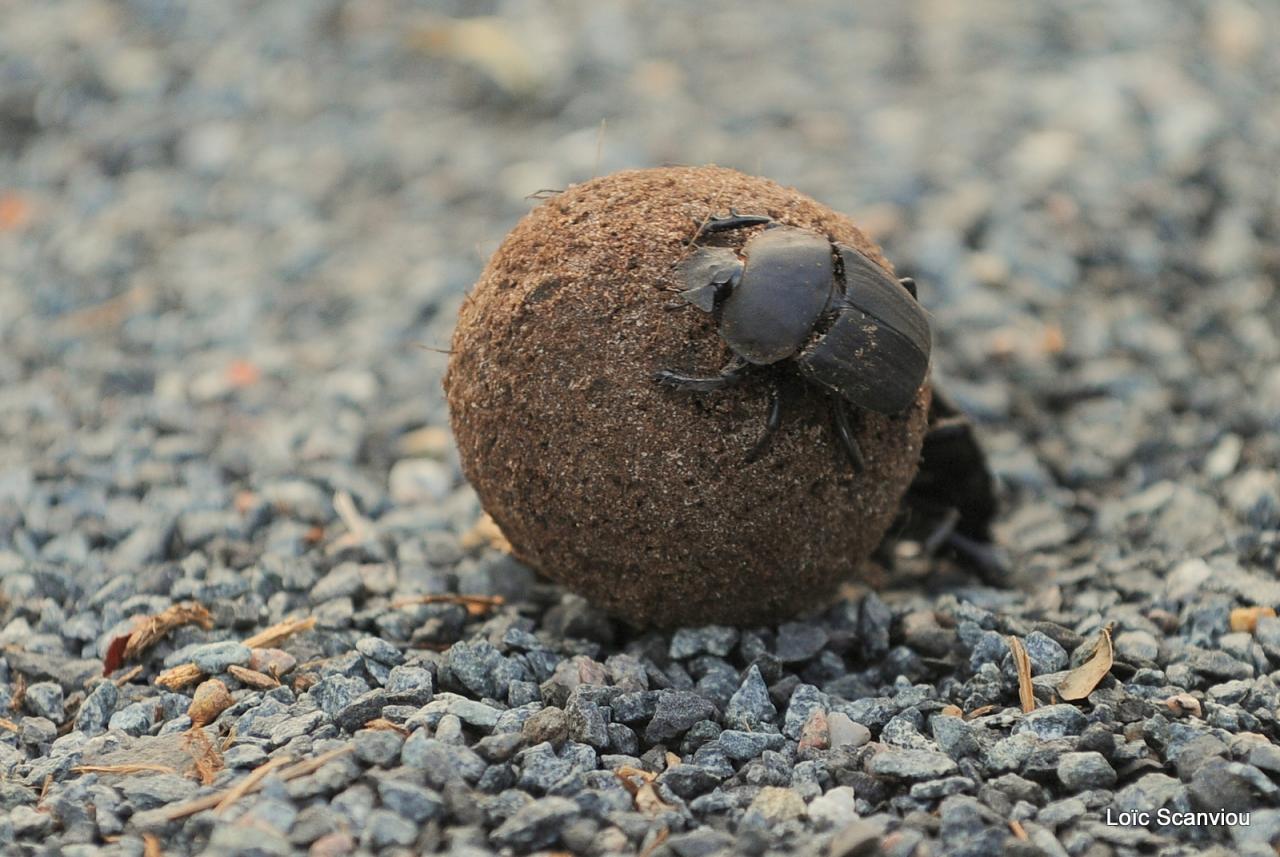 Bousier/Dung Beetle (1)