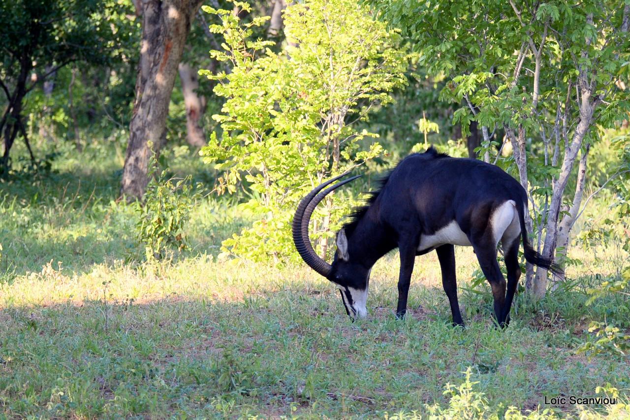 Hippotrague noir/Sable Antelope (1)