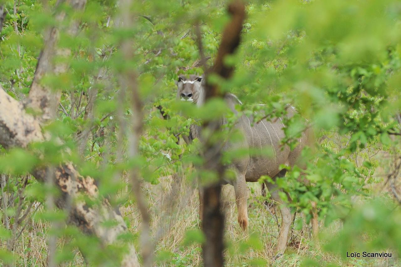 Koudou/Kudu (3)