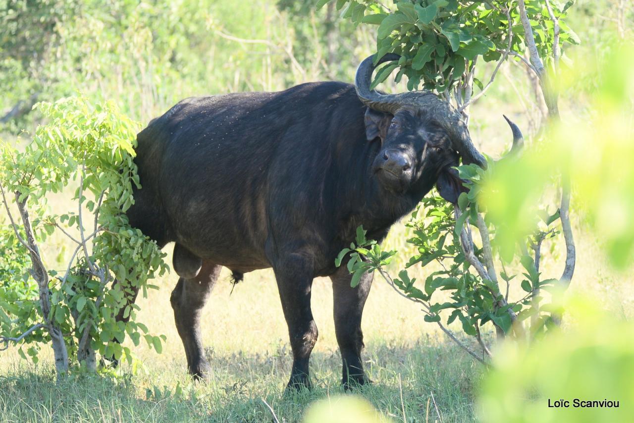 Buffle du Cap/Cape Buffalo (2)