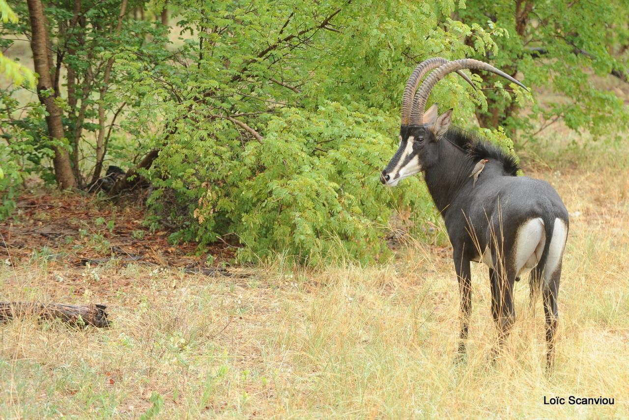 Hippotrague noir/Sable Antelope (1)