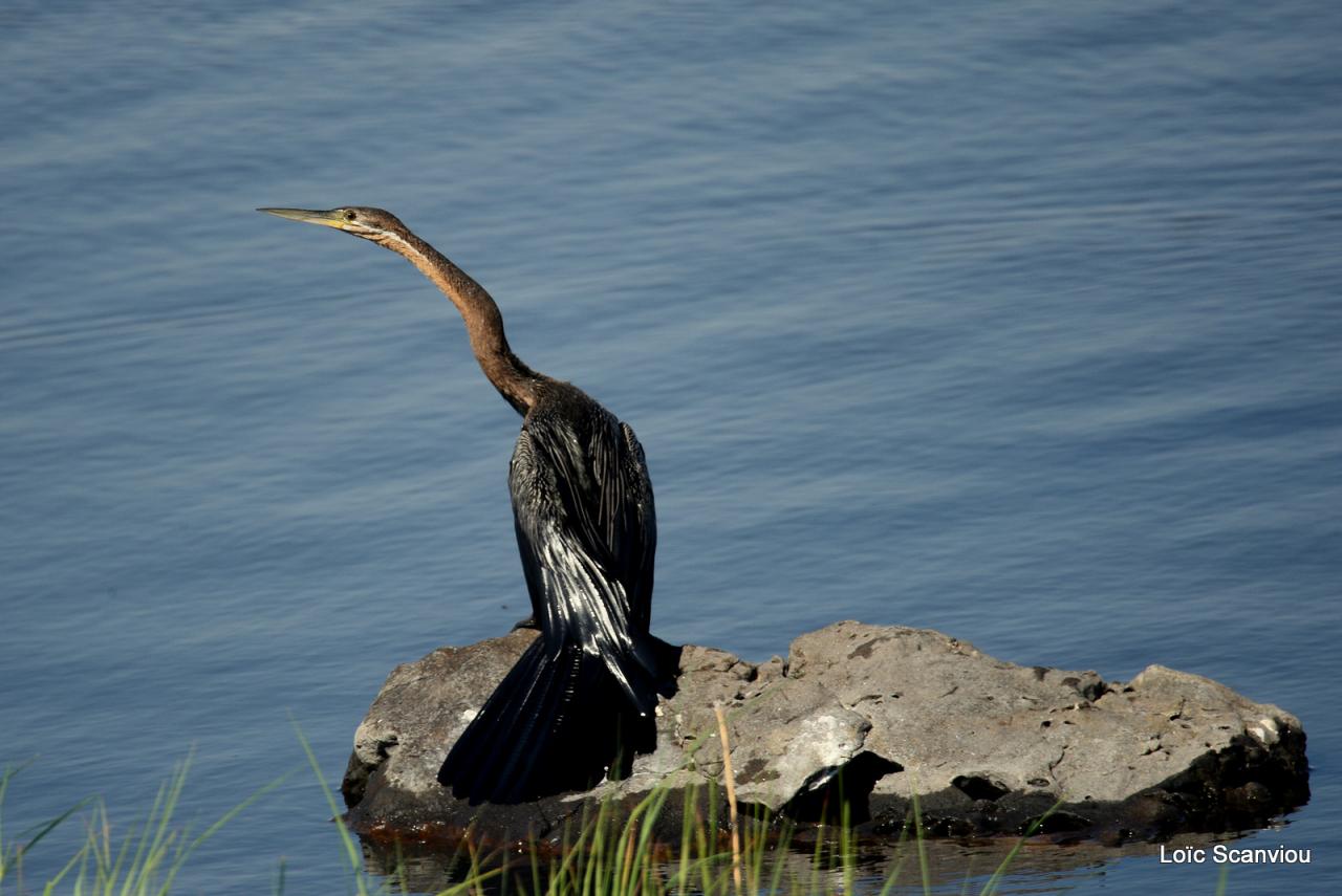 Anhinga d'Afrique/African Darter (1)