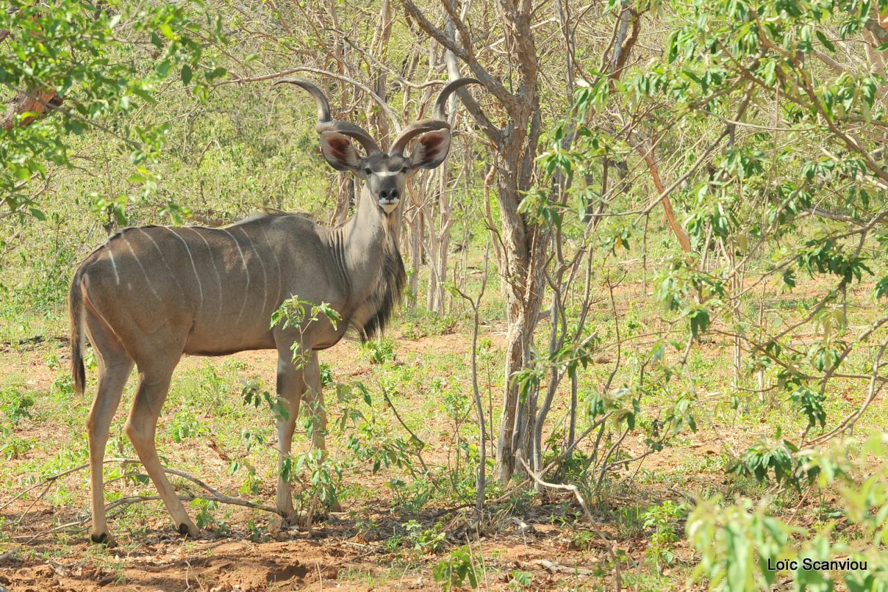 Koudou/Kudu (4)