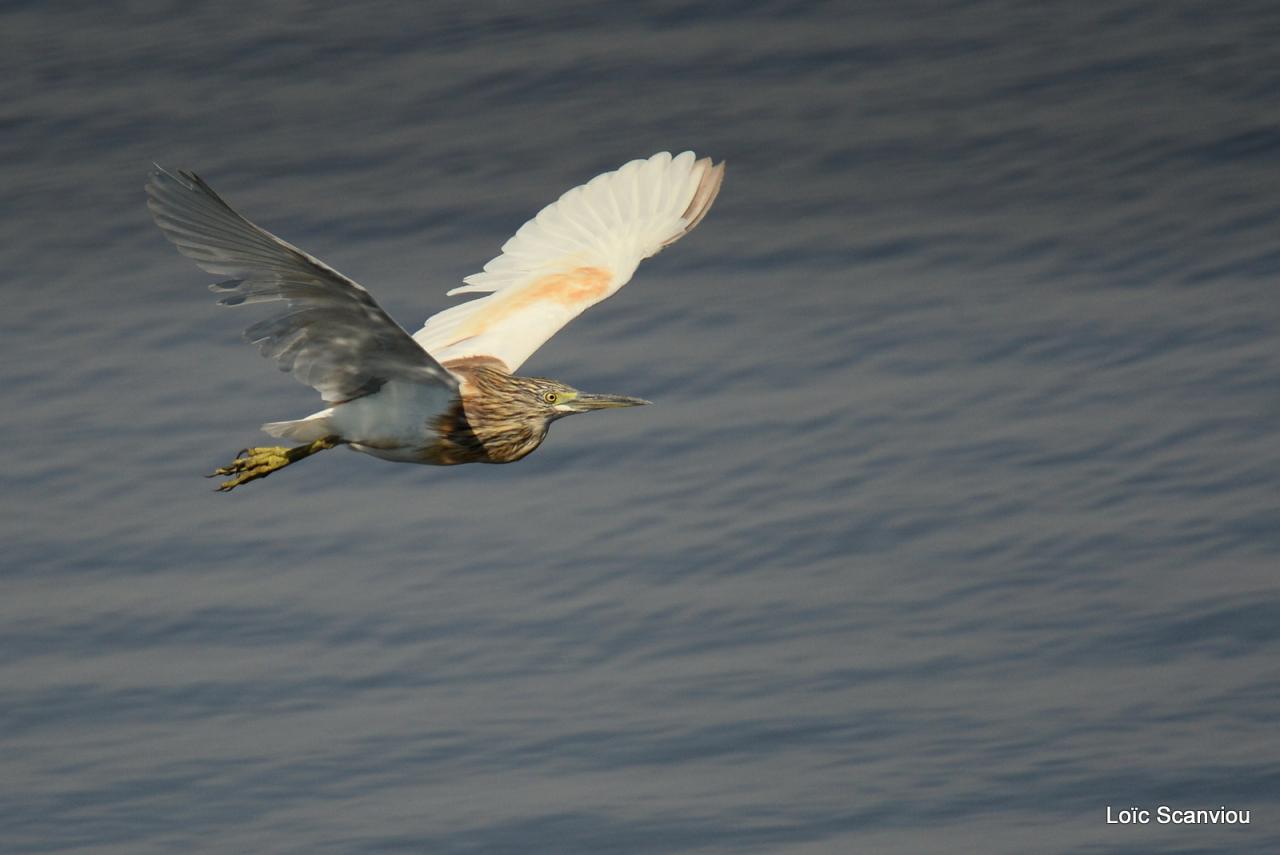 Crabier chevelu/Common Squacco Heron (1)