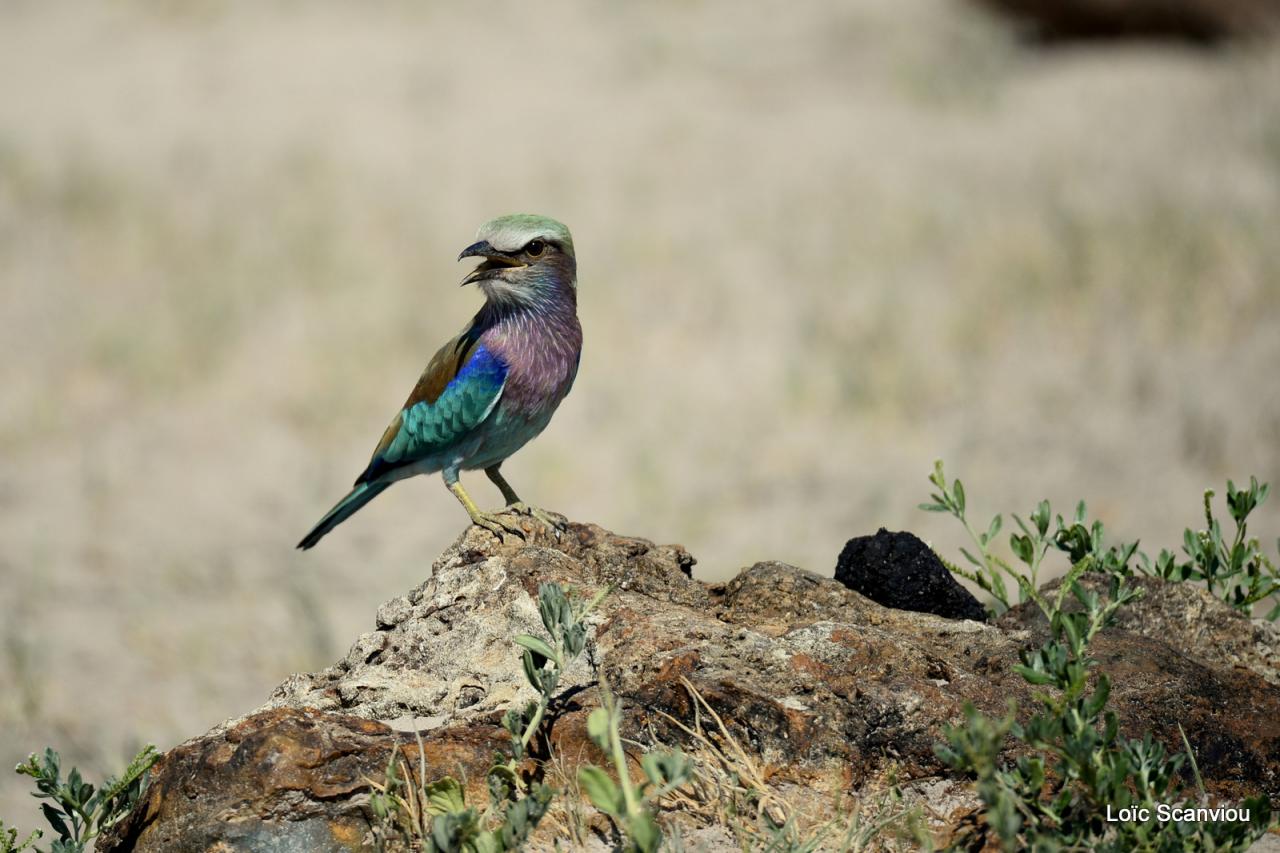 Rollier à longs brins/Lilac-breasted Roller (3)