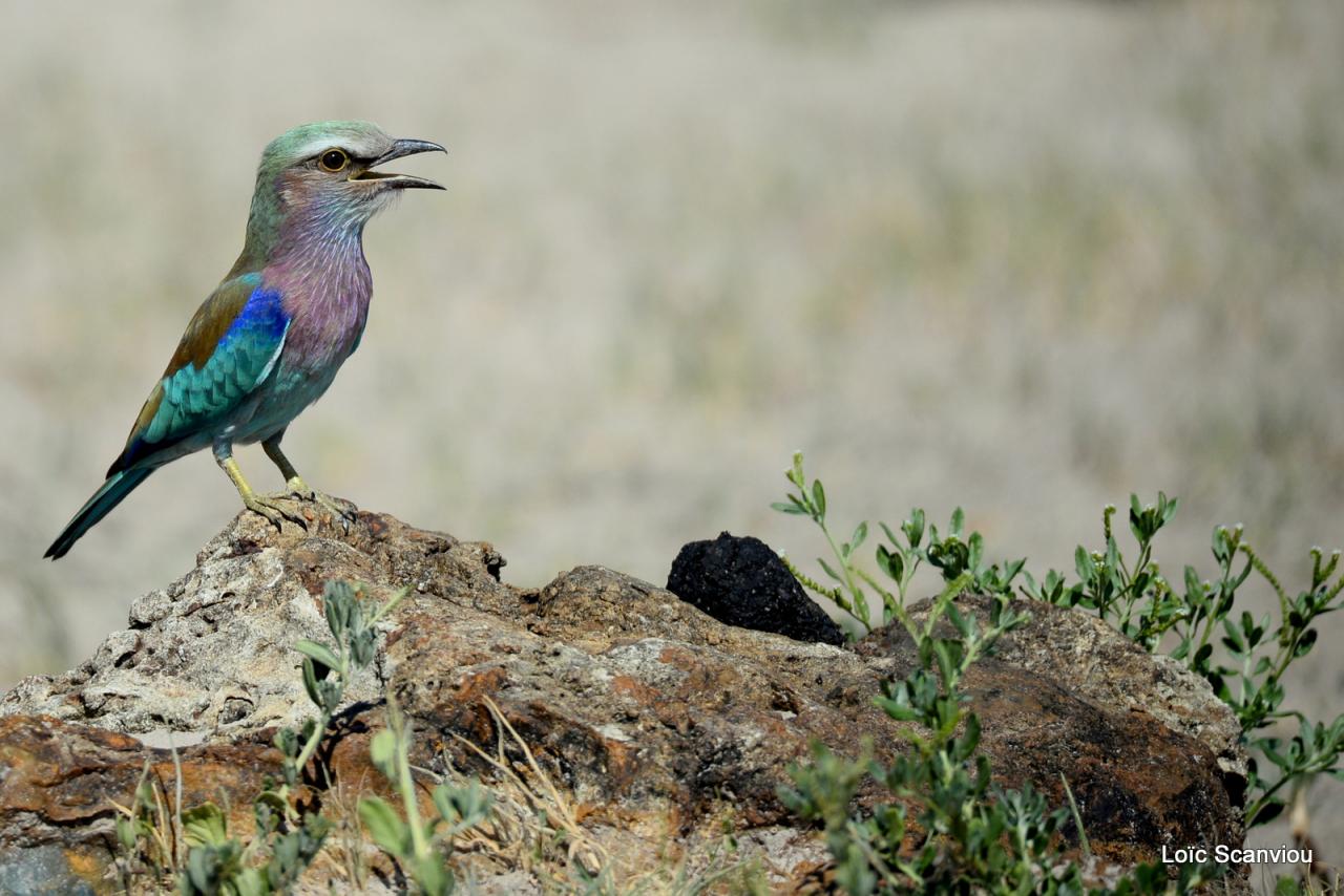 Rollier à longs brins/Lilac-breasted Roller (4)