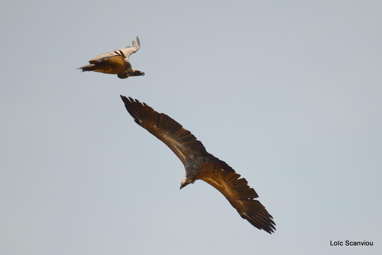 Chobe National Park (32)