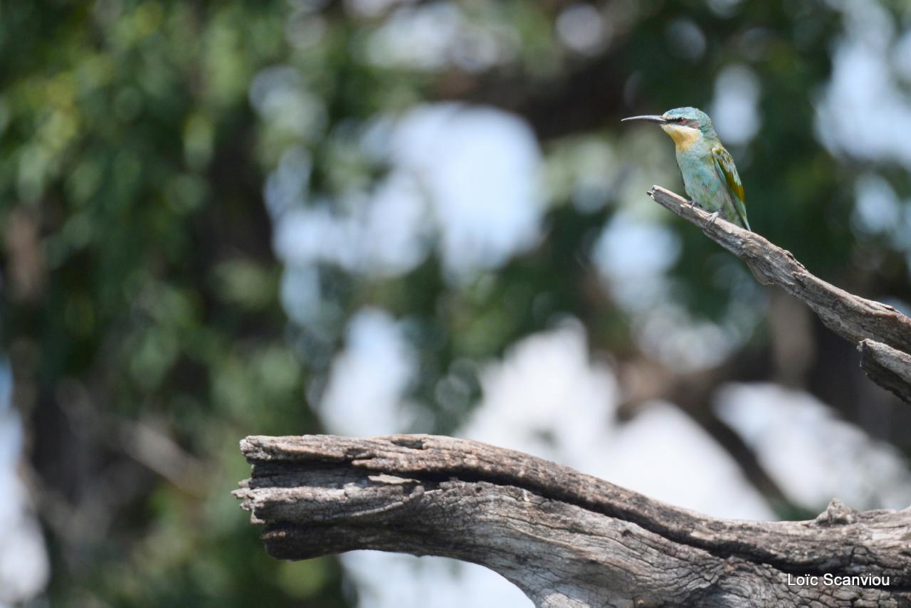 Guêpier/Bee-Eater (1)