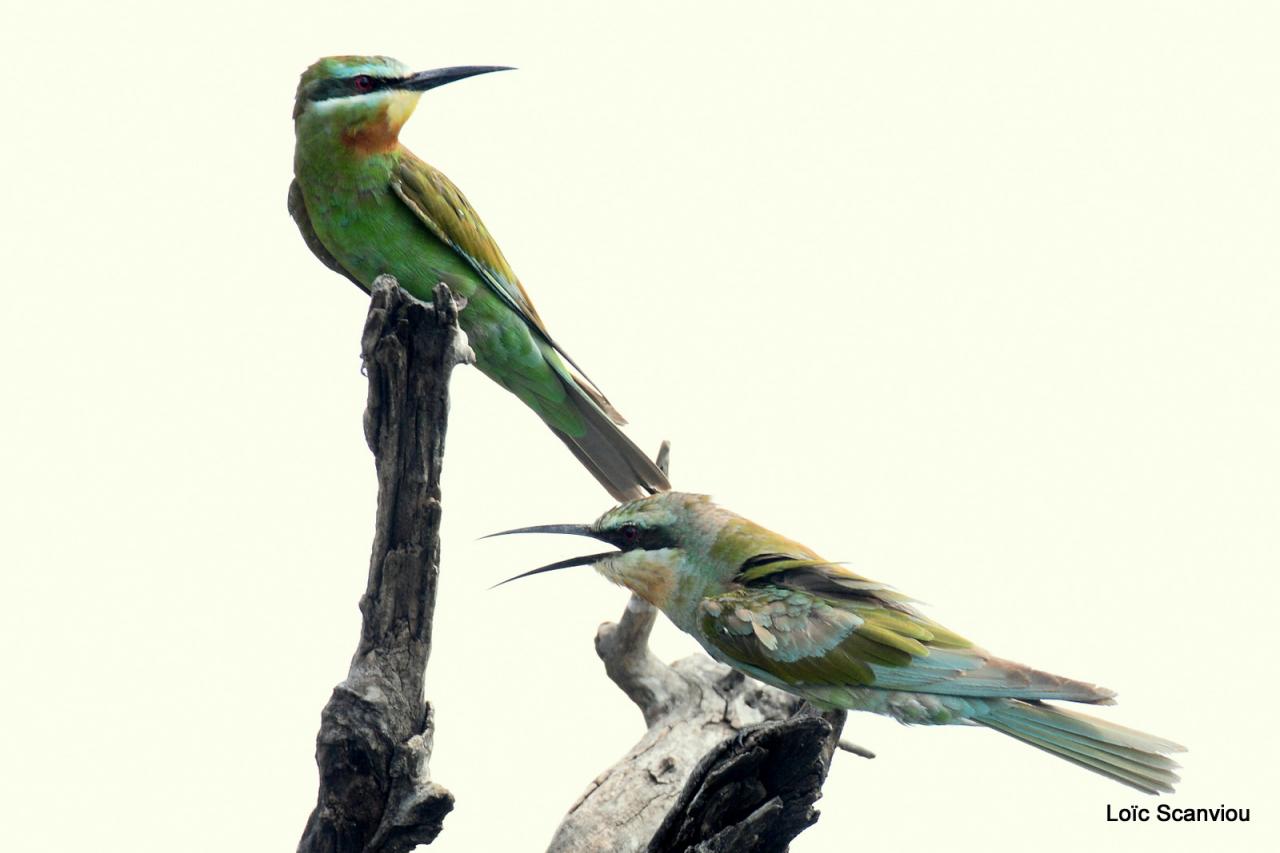 Guêpier/Bee-Eater (2)