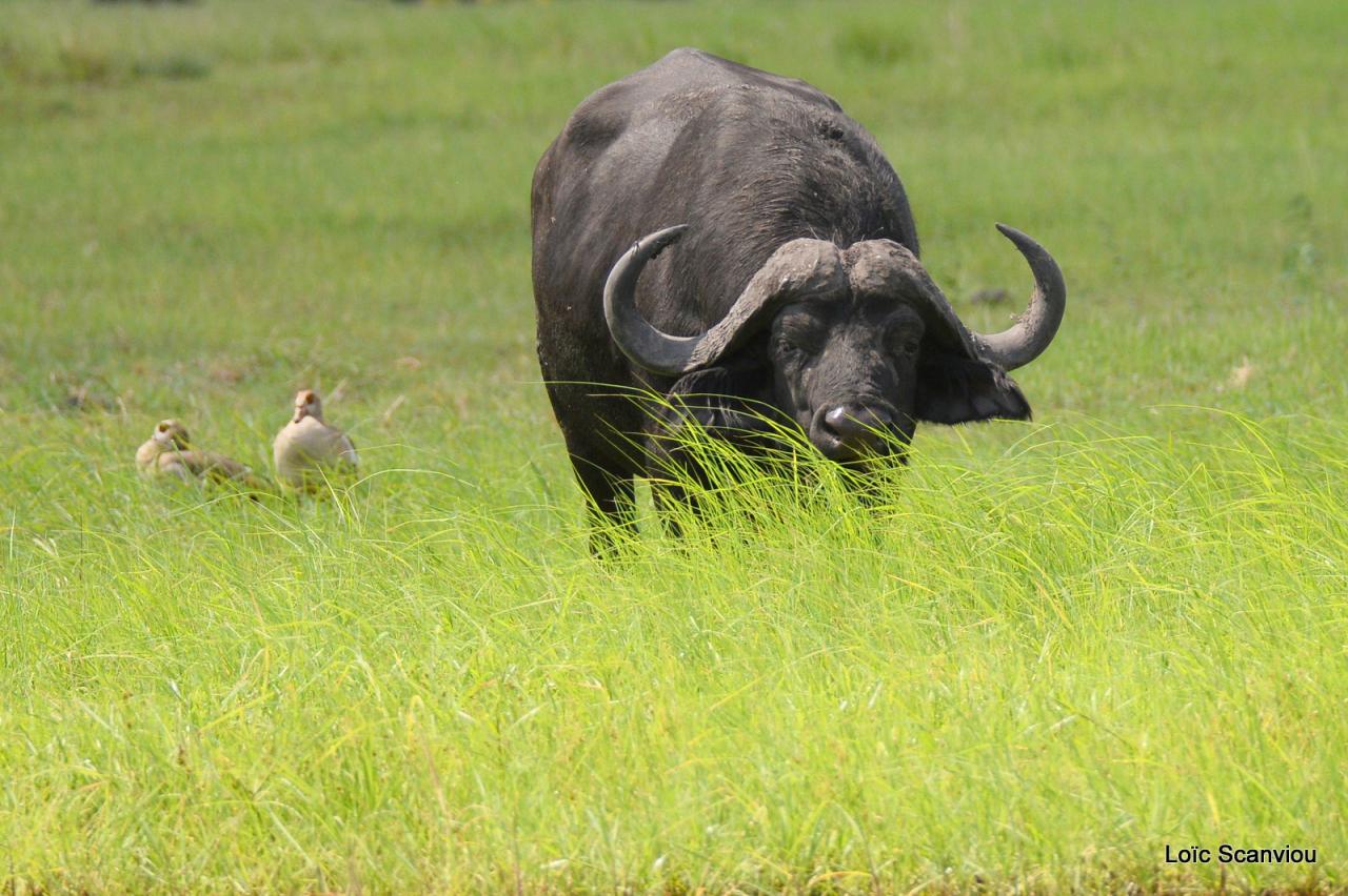 Buffle du Cap/Cape Buffalo (3)