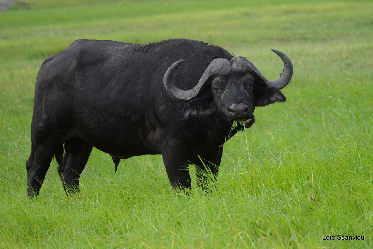 Buffle du Cap/Cape Buffalo (4)