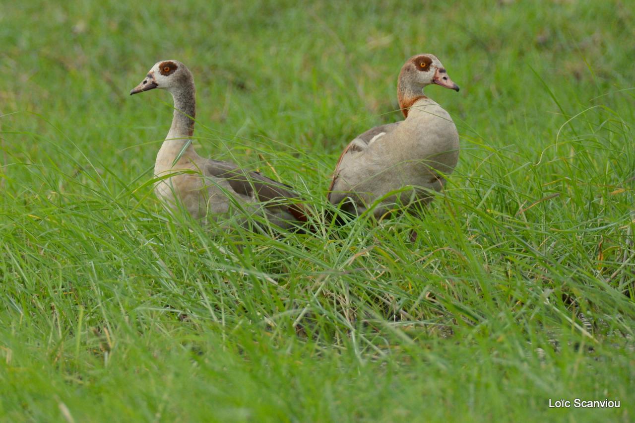 Ouette d' Egypte/Egyptian Goose (1)