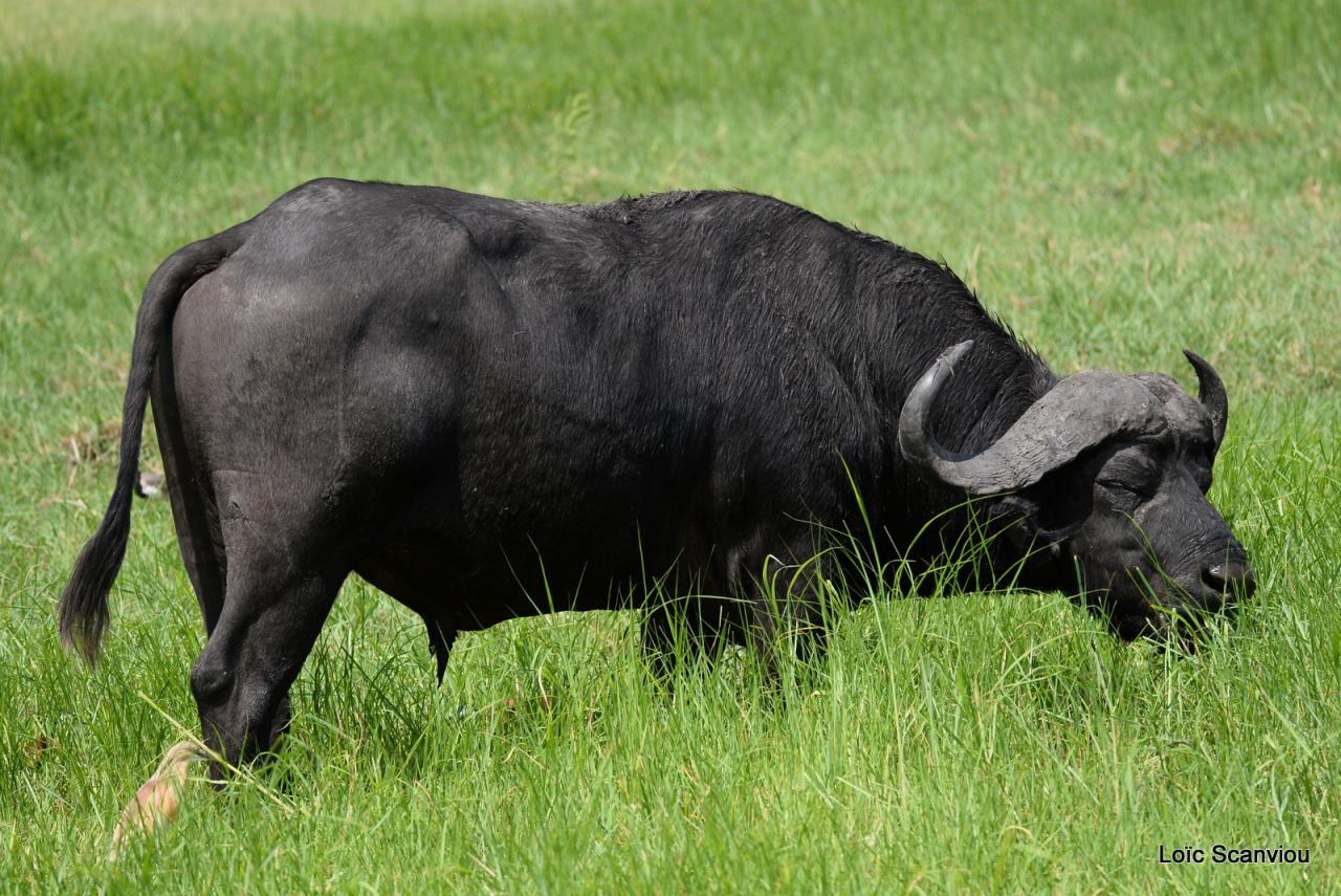 Buffle du Cap/Cape Buffalo (5)