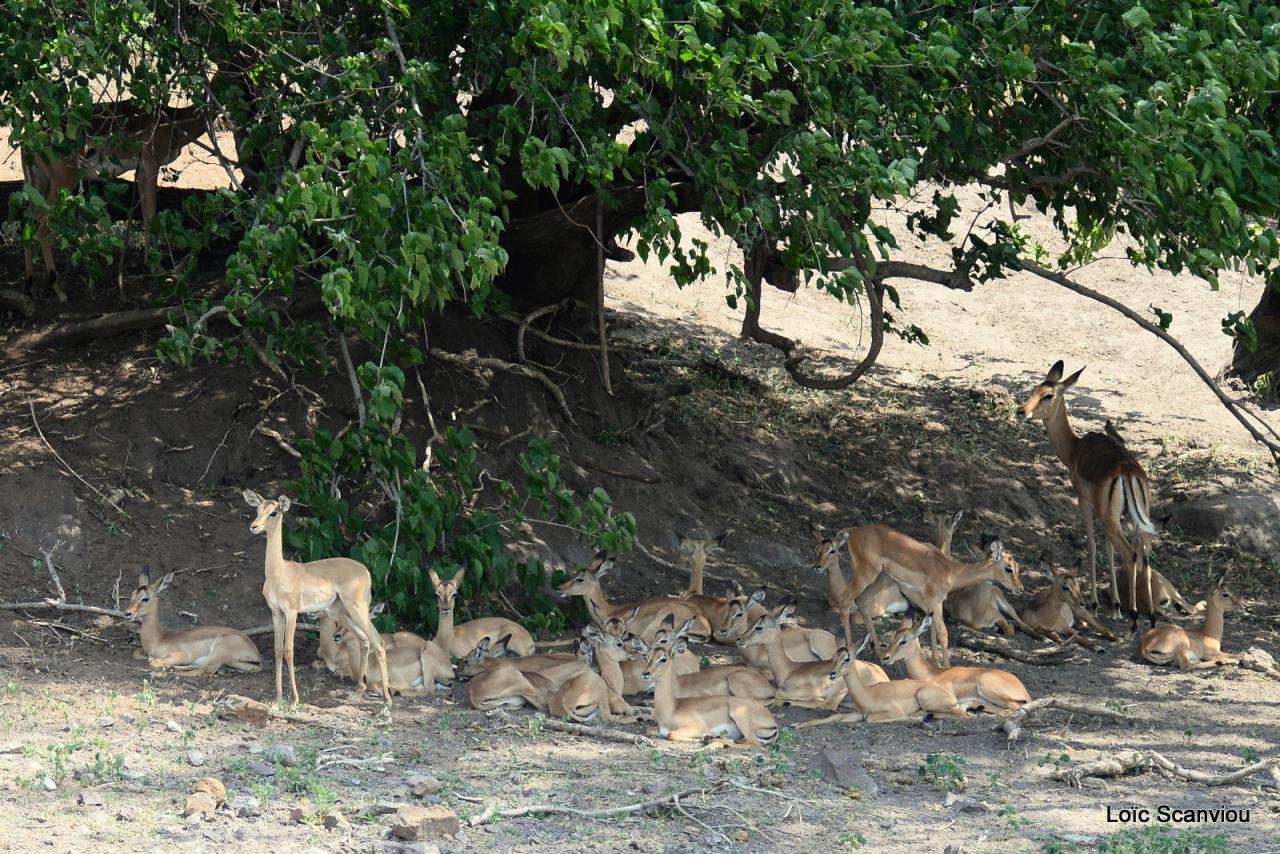 Impala (2)