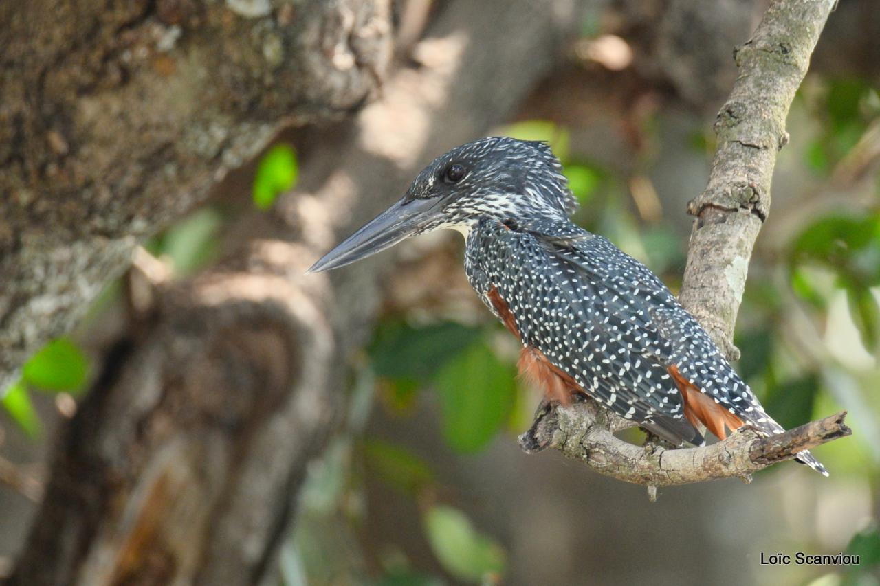 Martin-pêcheur géant/Giant Kingfisher (1)