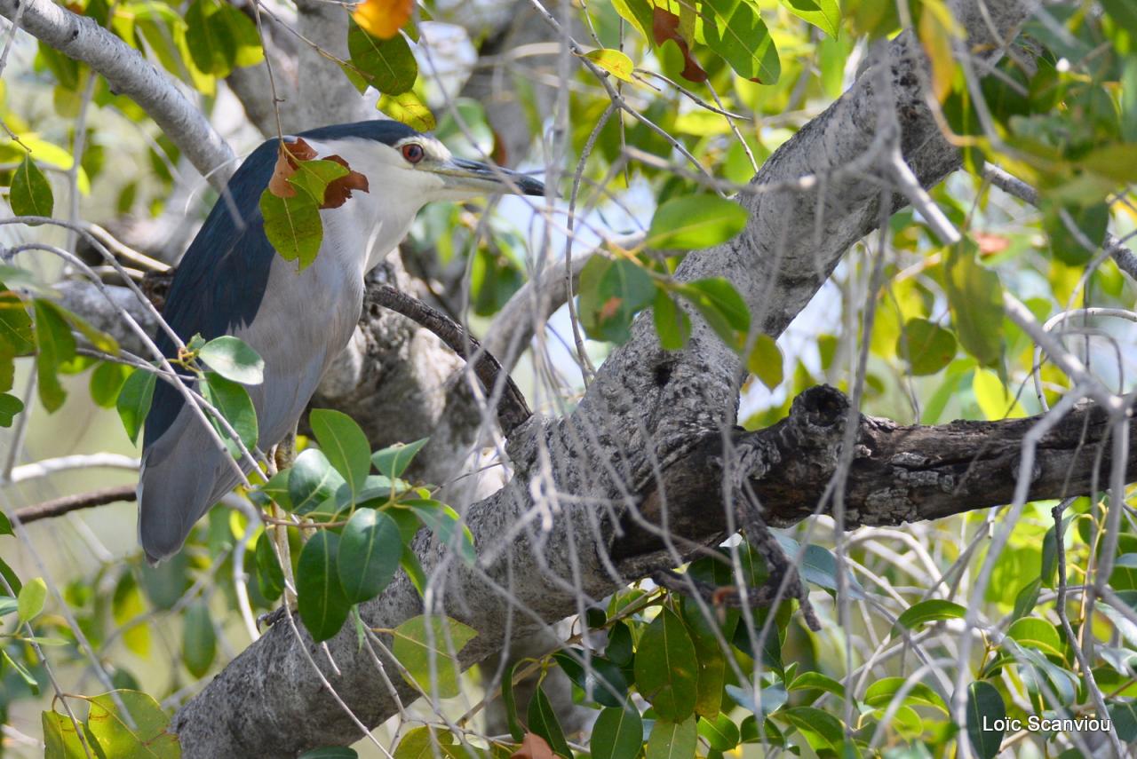 Bihoreau gris/Black-crowned Night-Heron (1)