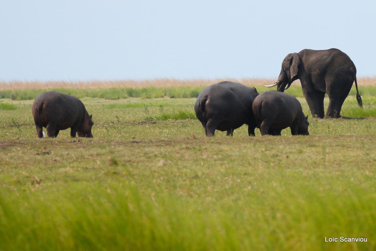 Eléphant et hippopotame (1)