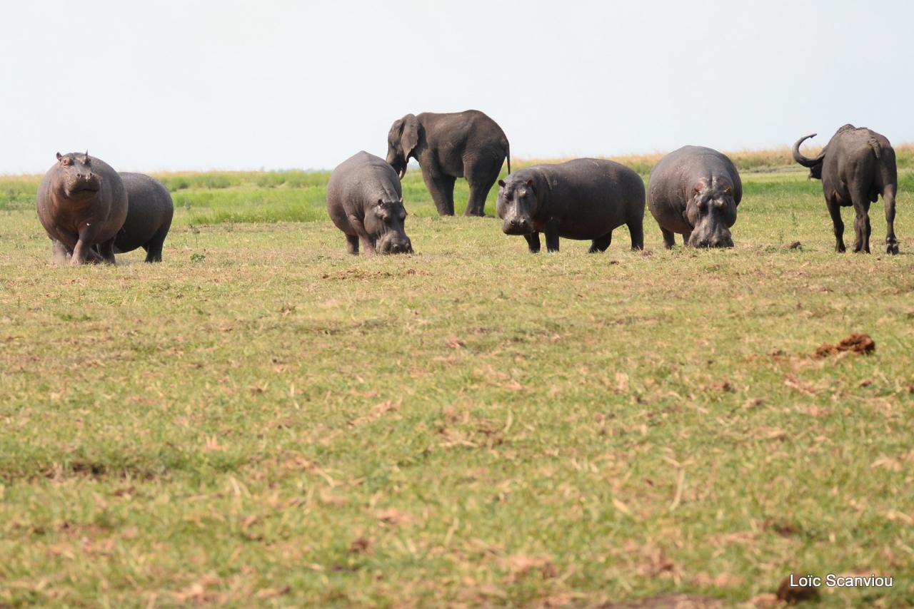 Eléphant et hippopotame (2)