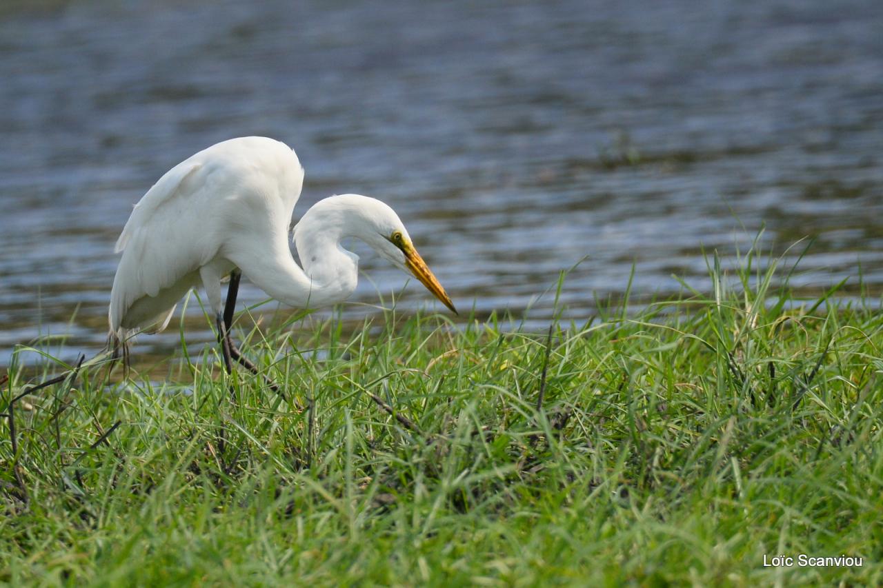 Aigrette/Egret (1)