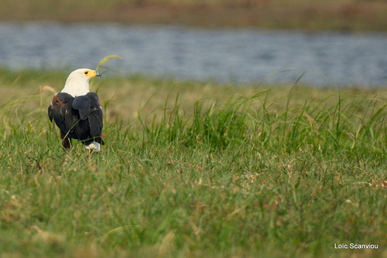 Aigle vocifère/African Fish Eagle (1)