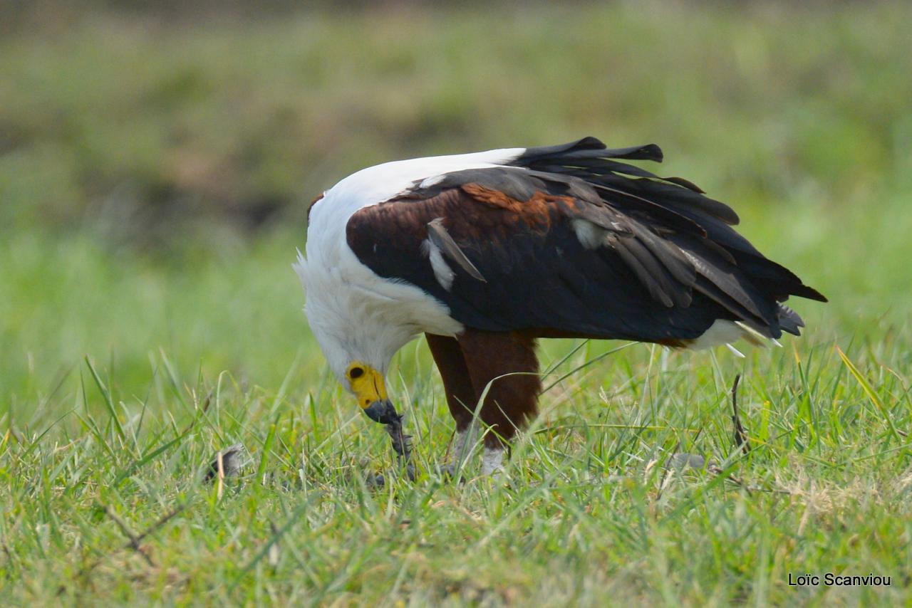 Aigle vocifère/African Fish Eagle (2)