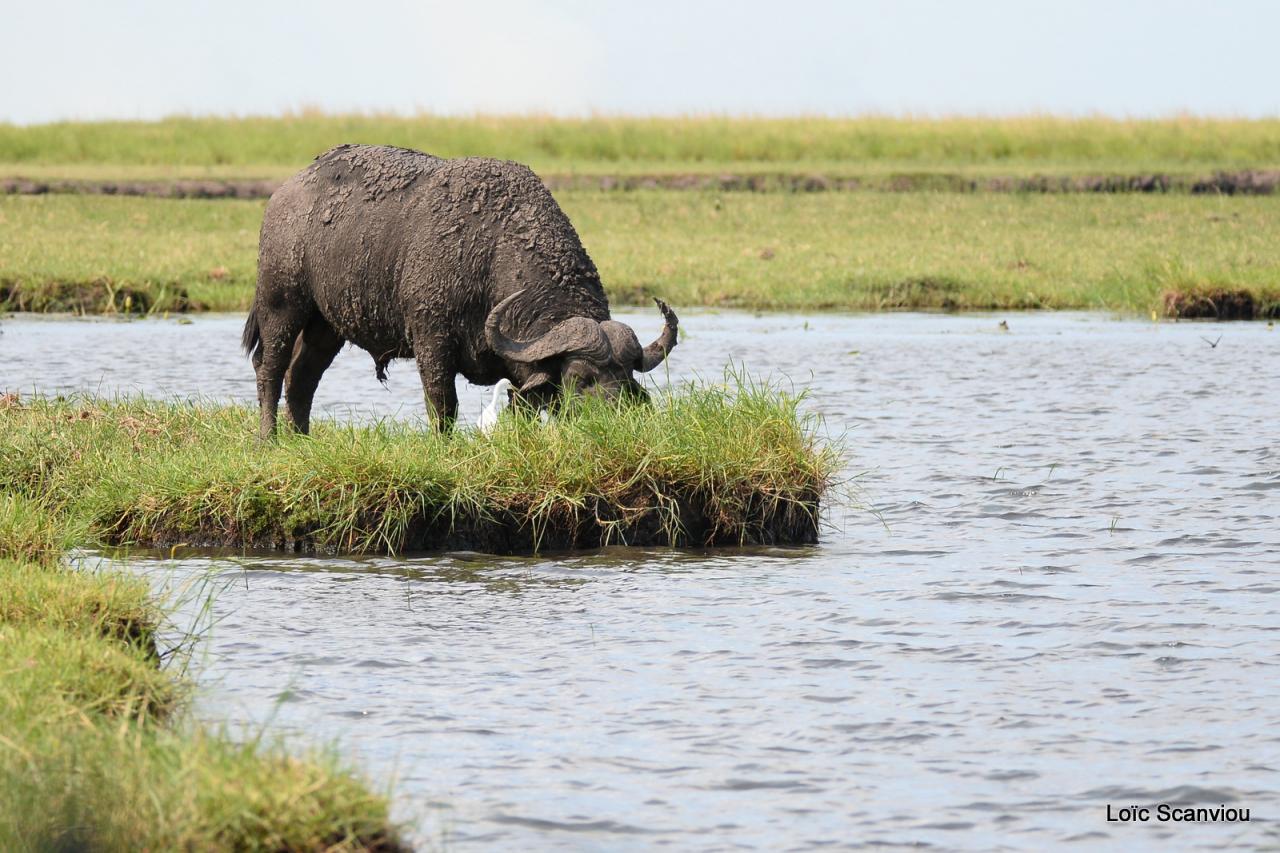 Buffle du Cap/Cape Buffalo( 6)