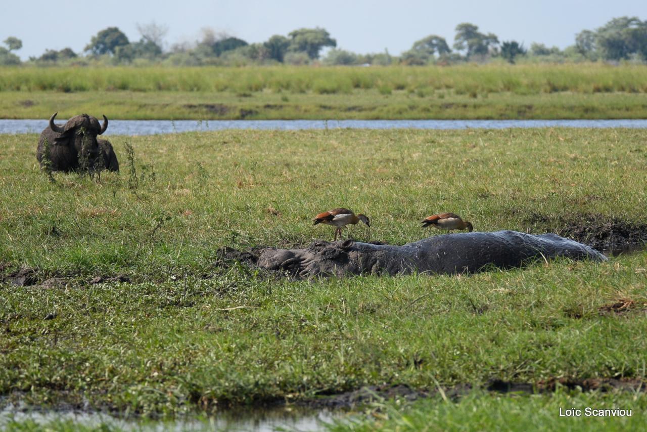 Hippopotame/Hippopotamus (3)