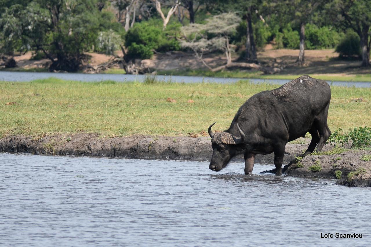 Buffle du Cap/Cape Buffalo (7)