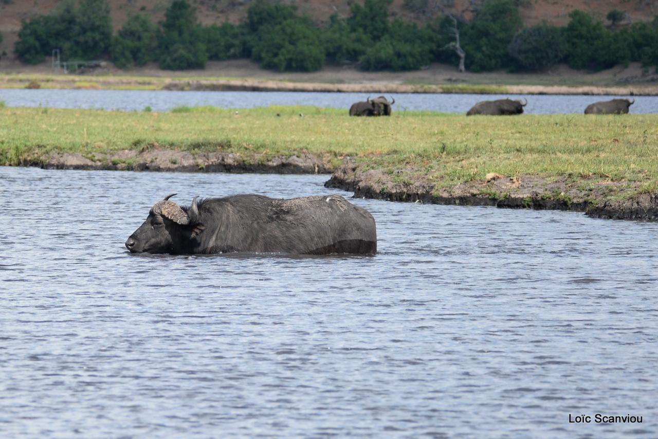 Buffle du Cap/Cape Buffalo (8)