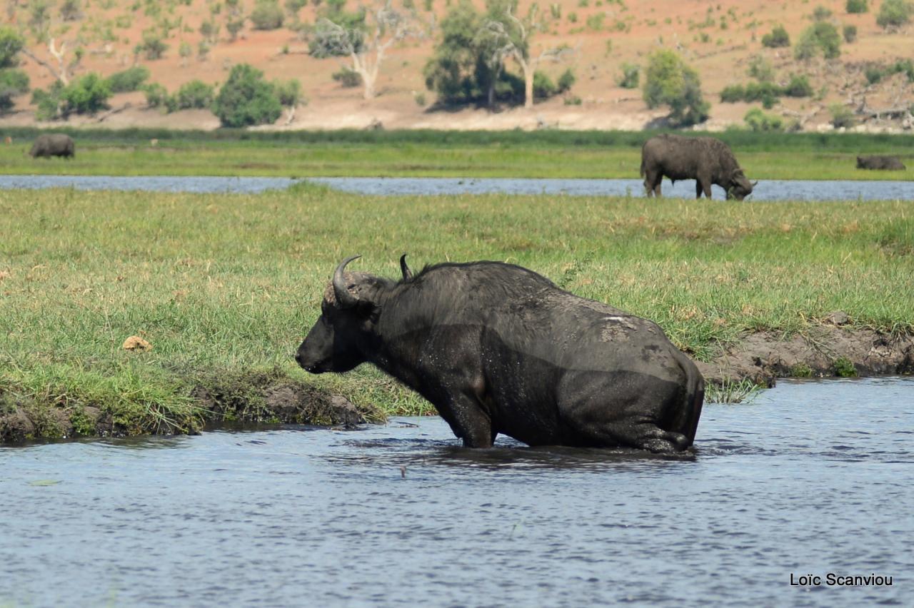 Buffle du Cap/Cape Buffalo (9)