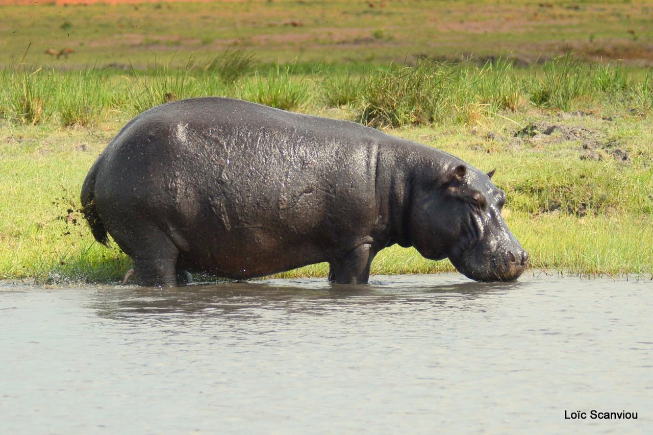 Hippopotame/Hippopotamus (5)