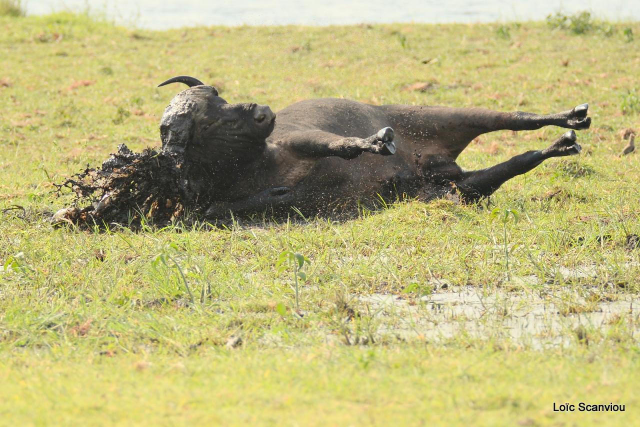 Buffle du Cap/Cape Buffalo (10)