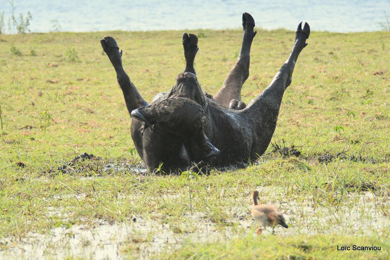 Buffle du Cap/Cape Buffalo (11)