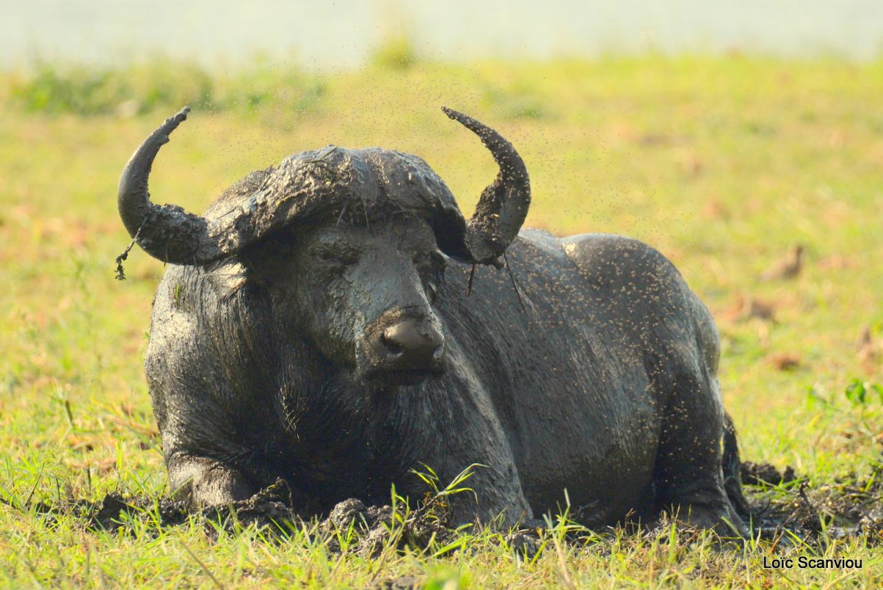 Buffle du Cap/Cape Buffalo (12)