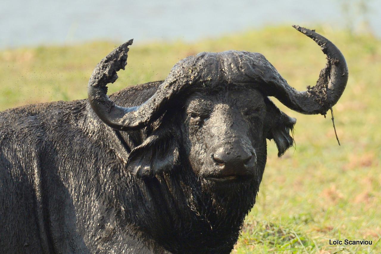 Buffle du Cap/Cape Buffalo (13)