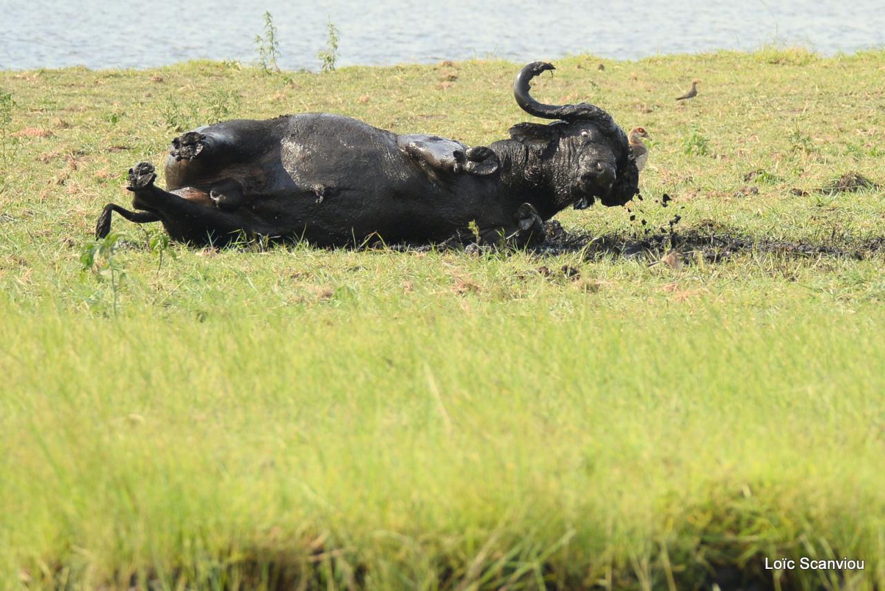 Buffle du Cap/Cape Buffalo (14)