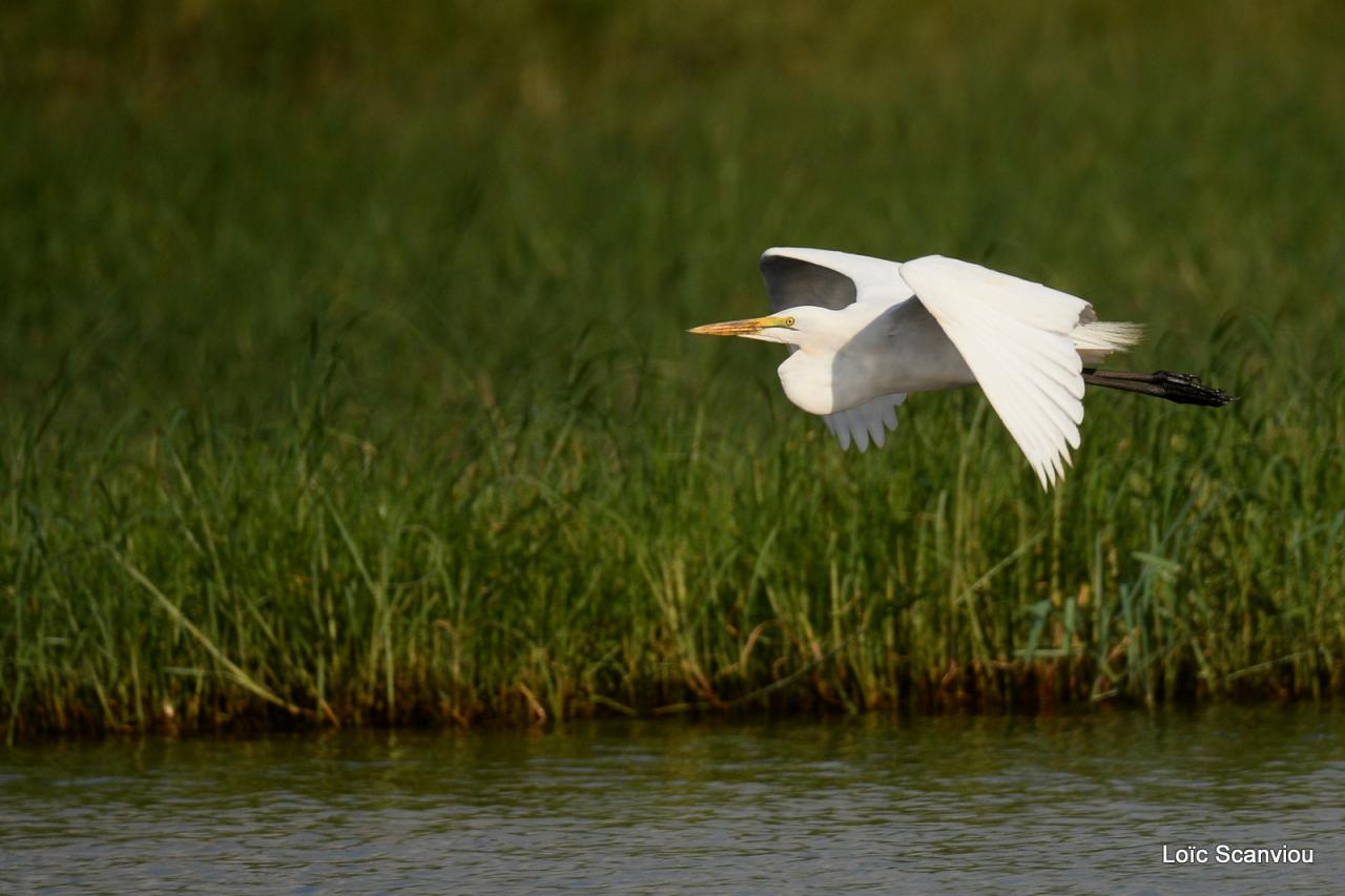 Aigrette/Egret (2)