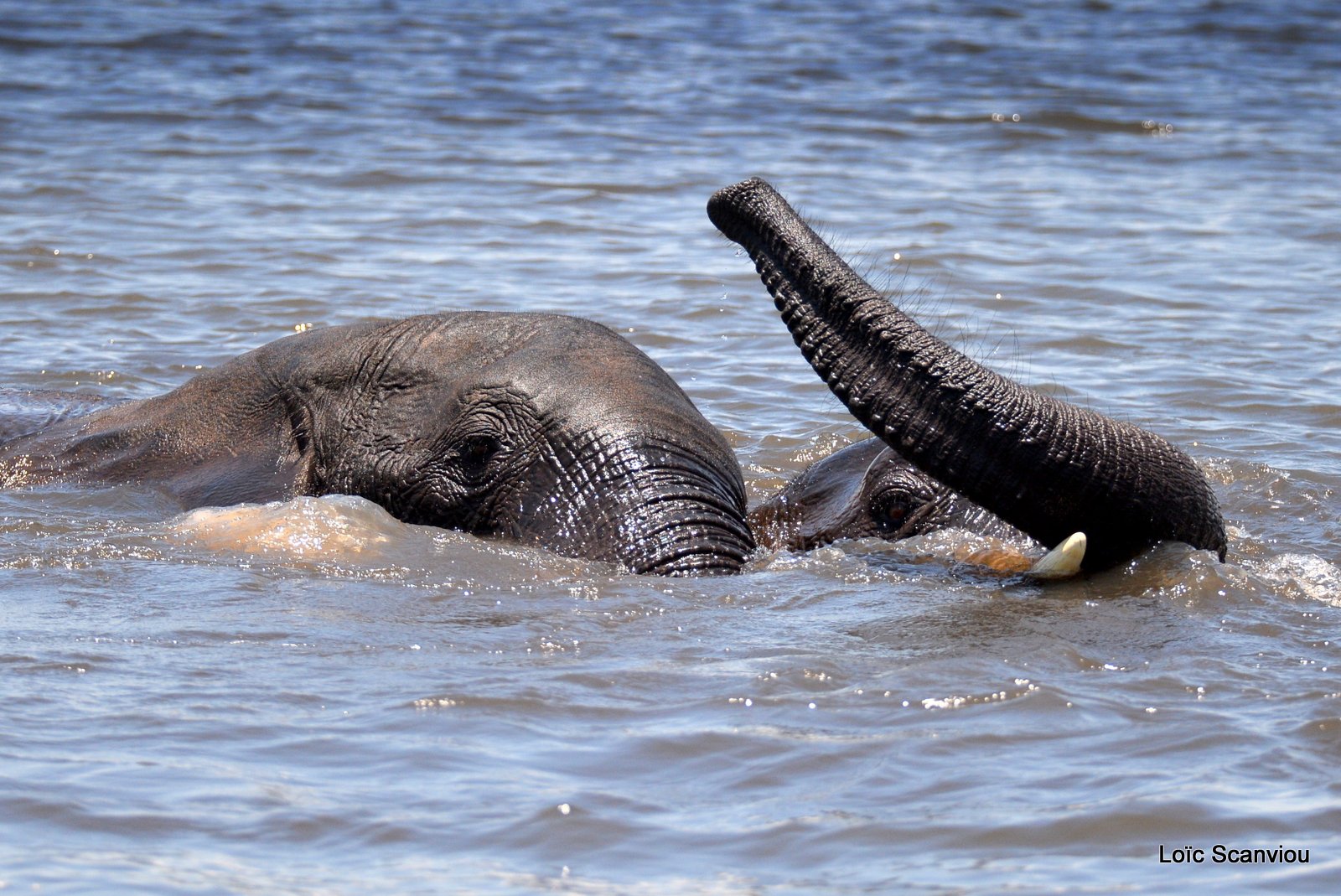 Chobe River Front 2020 (10)