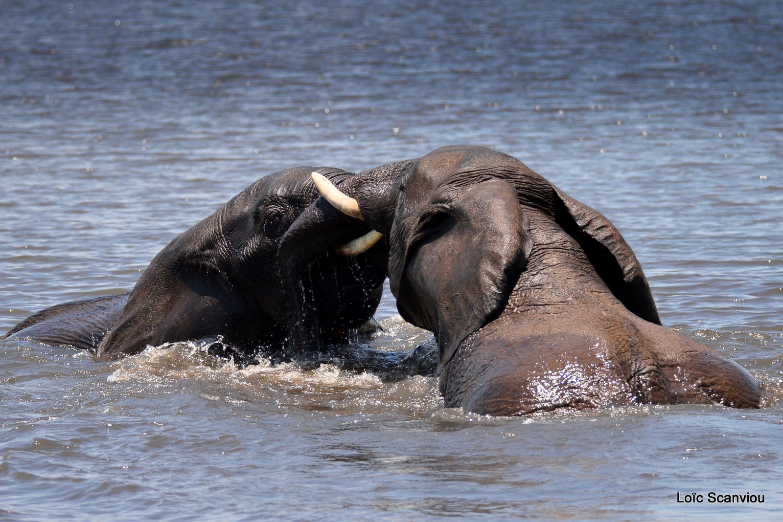 Chobe River Front 2020 (11)