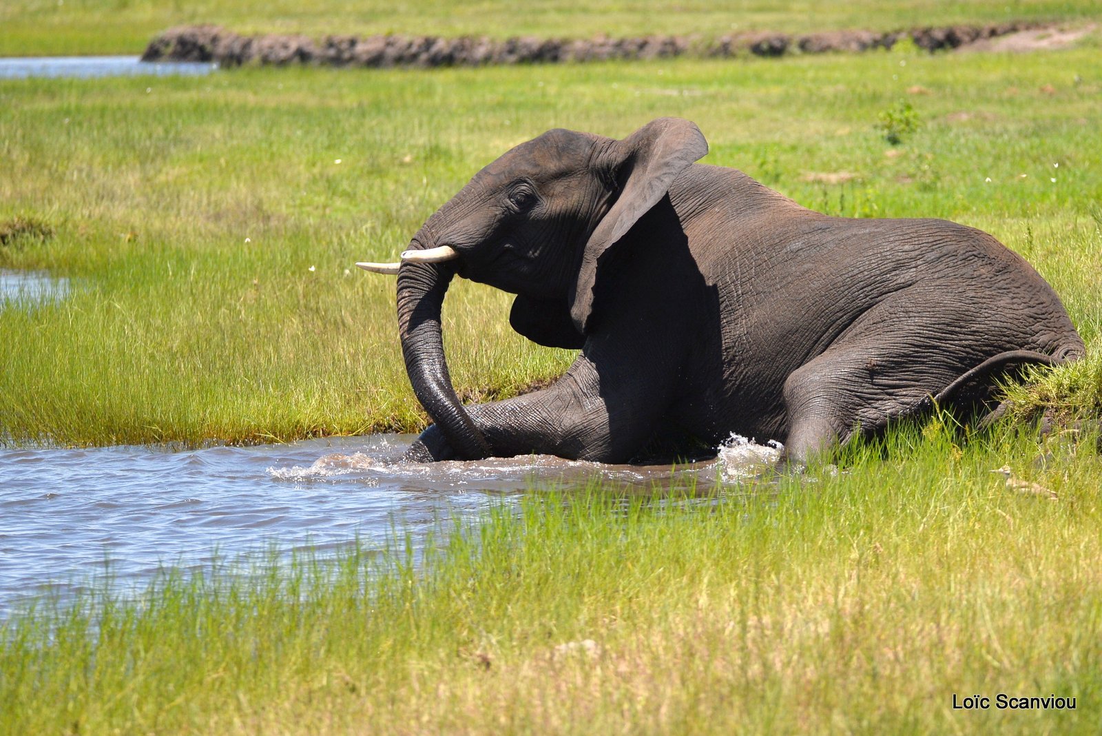 Chobe River Front 2020 (12)