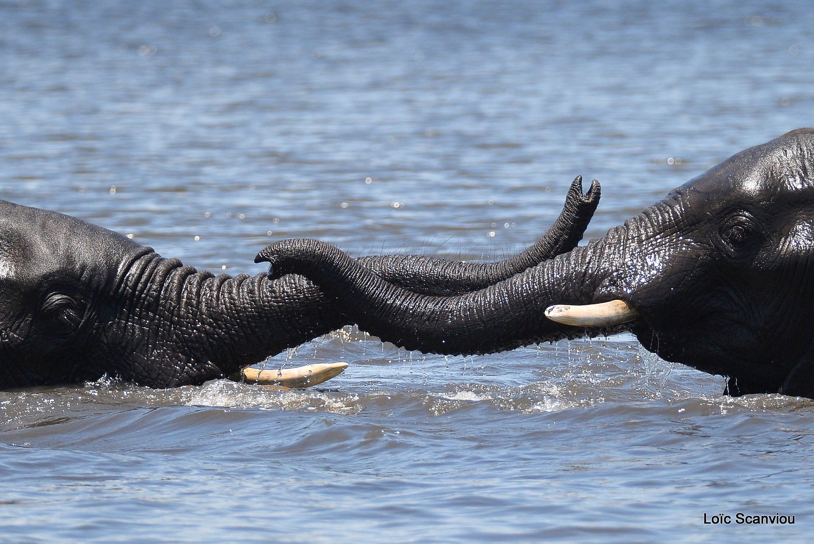 Chobe River Front 2020 (13)