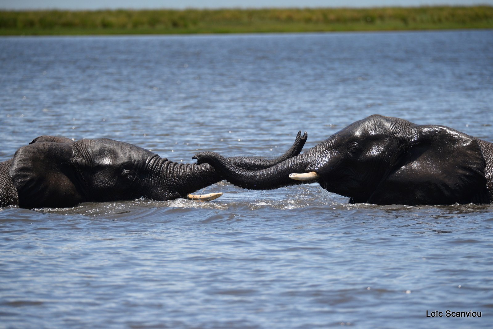 Chobe River Front 2020 (14)