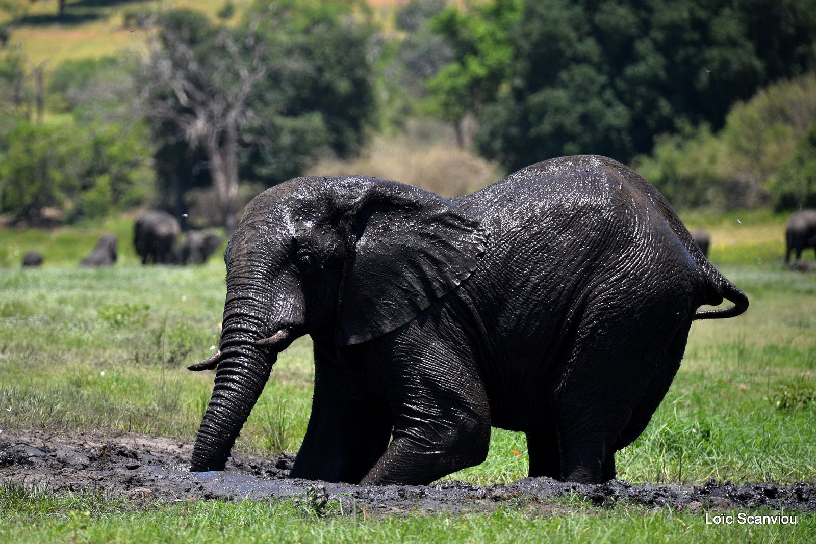 Chobe River Front 2020 (16)