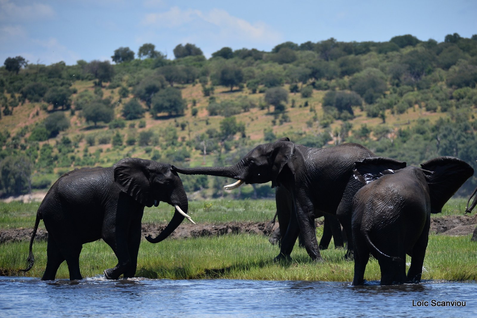 Chobe River Front 2020 (17)