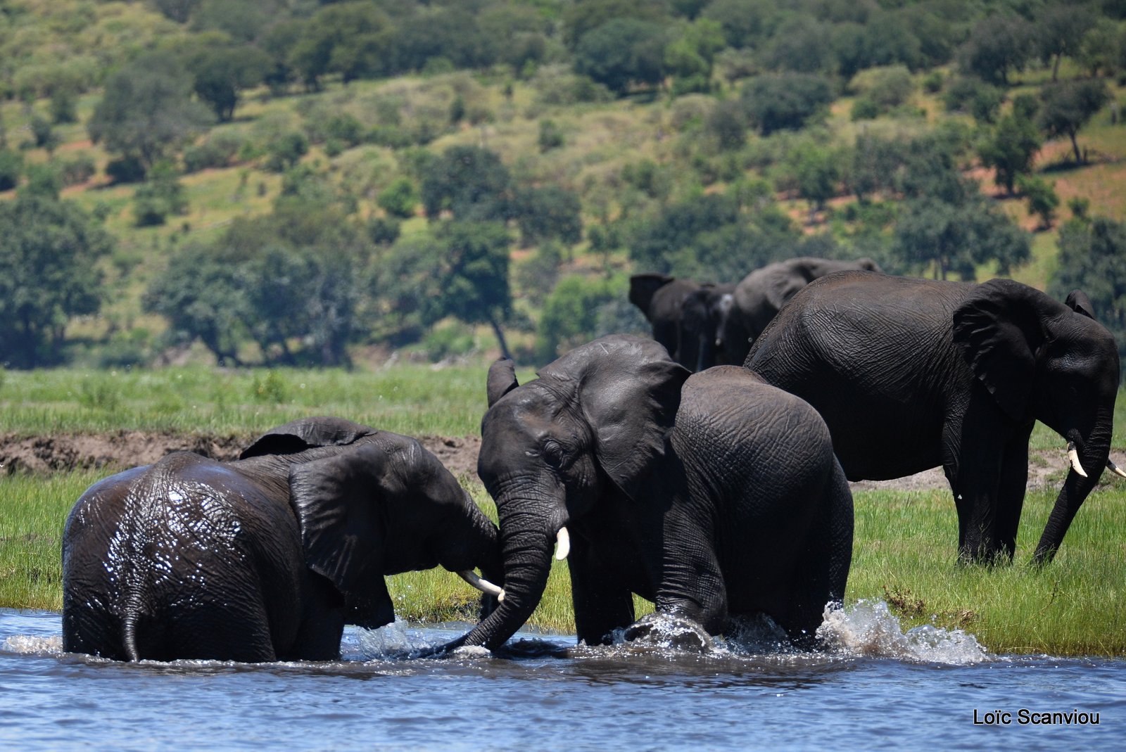 Chobe River Front 2020 (18)