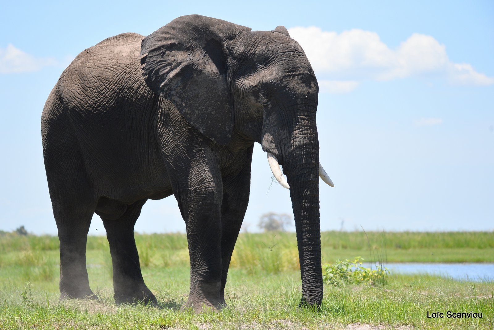 Chobe River Front 2020 (19)