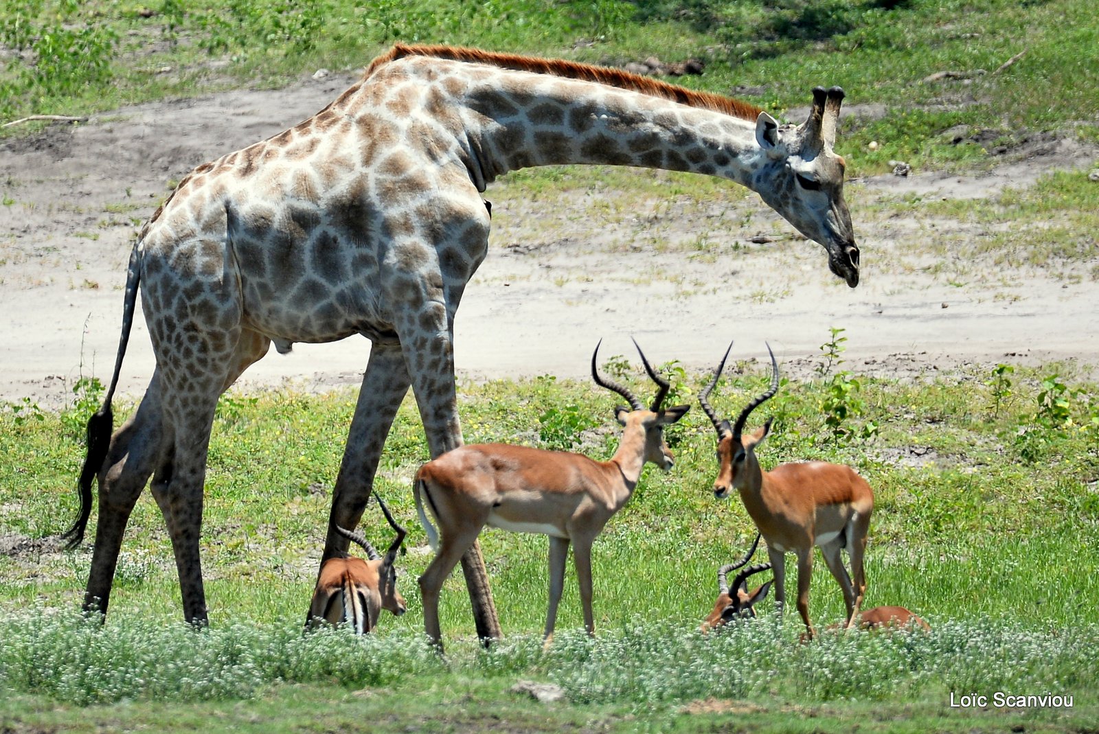 Girafe du Sud et impalas /Southern Giraffe and Impalas (1)