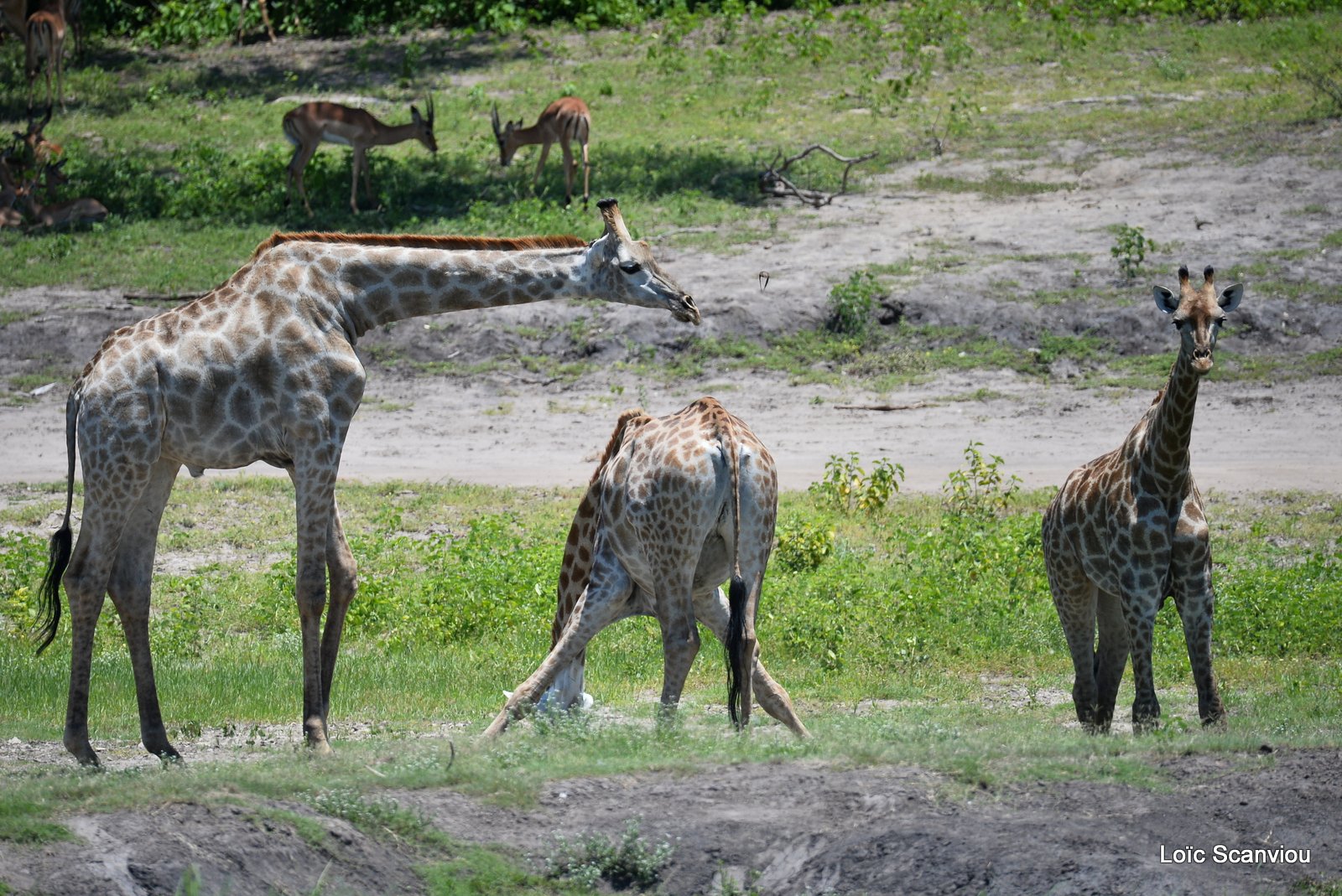 Girafe du Sud/Southern Giraffe (1)