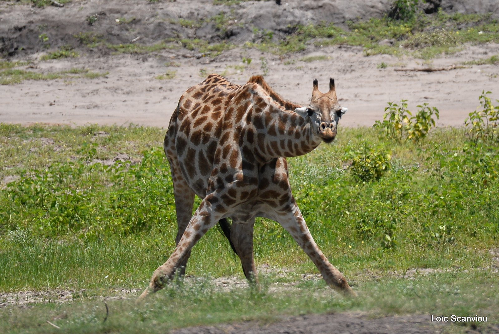 Girafe du Sud/Southern Giraffe (2)